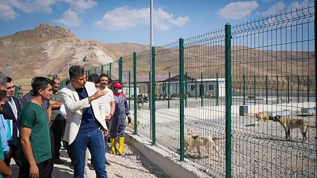 Vali Çelik: Sokak hayvanları için güvenli, sağlıklı yaşam alanları oluşturuyoruz