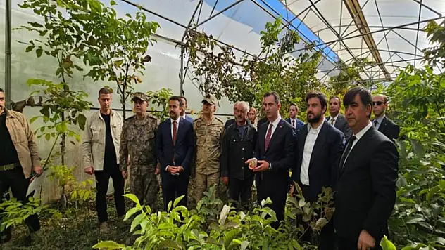 Vali Karakaya ceviz hasadına katıldı