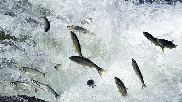 Van balığına sahip çıkalım