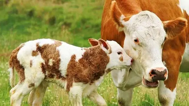 Van Bölgesi Veteriner Hekimleri Odası'ndan önemli etkinlik