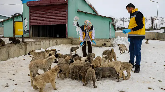 Van'da 11 Bin 500 sahipsiz hayvan tedavi edildi