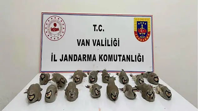 Van'da 17 kınalı keklik kurtarıldı