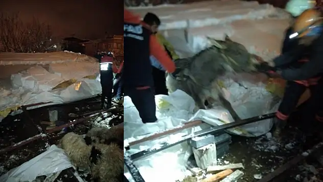 Van'da ahır çöktü, 5 küçükbaş hayvan telef oldu
