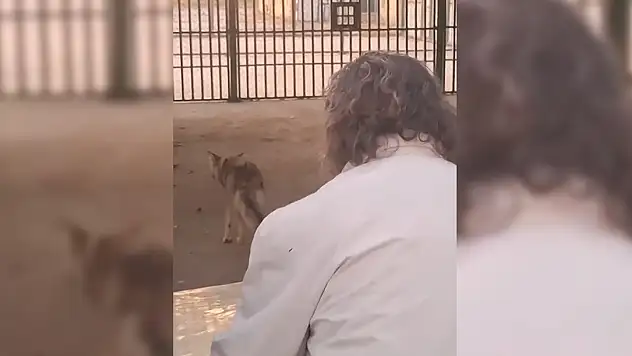 Van'da alıkonulan bir kurt daha korumaya alındı