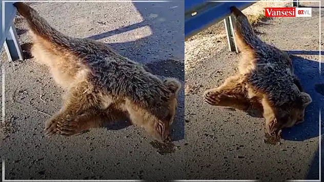 Van'da aracın çarptığı ayı telef oldu