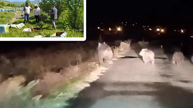 Van'da ayılar arı kovanlarını hedef aldı