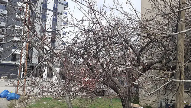 Van'da baharın müjdecisi ağaçlar çiçek açtı