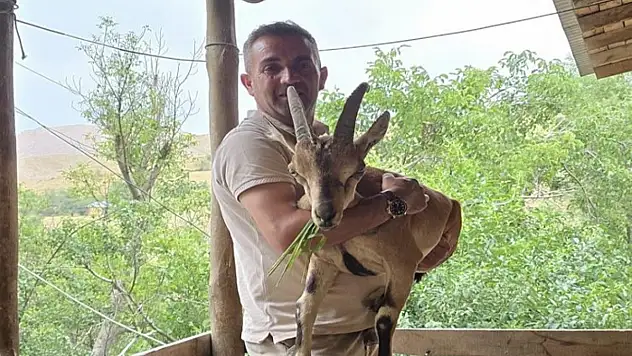 Van'da bitkin dağ keçisine şefkat eli
