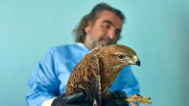 Van'da bitkin düşen yaban hayvanlarına şefkat eli