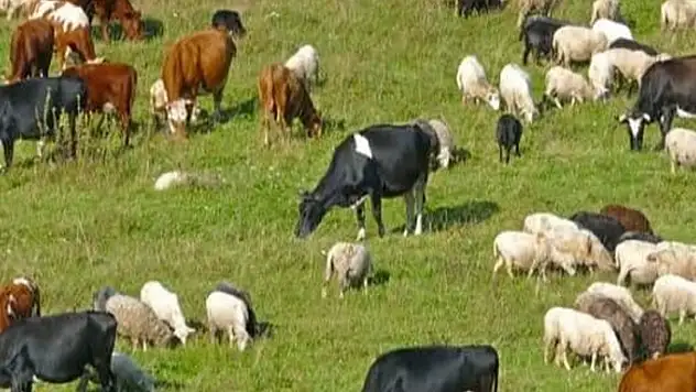 Van'da büyükbaş ve küçükbaş hayvancılık destekleme başvuruları başlıyor