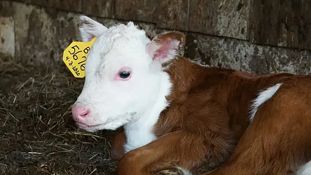 Van'da buzağı kayıplarını azaltma etkinliği düzenlenecek