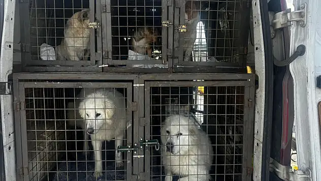 Van'da can dostları yeni yuvalarına kavuştu