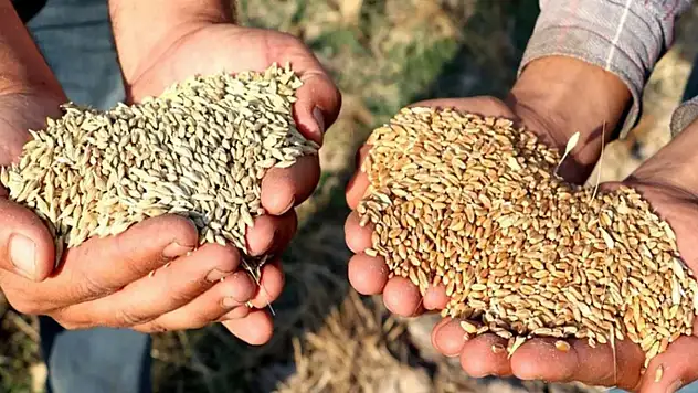 Van'da çiftçilere buğday ve arpa desteği