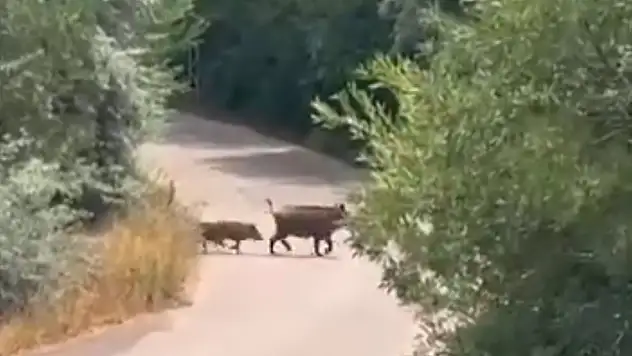 Van'da domuz sürüsü görüntülendi