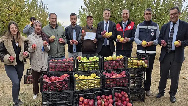 Van'da elma hasadı