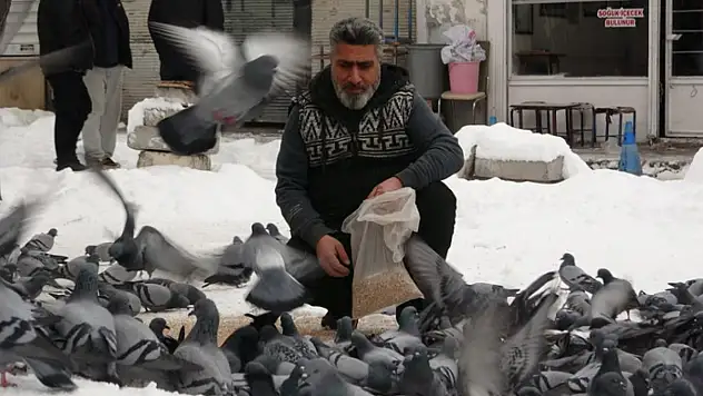 Van'da kar sonrası güvercinlerden görsel şölen