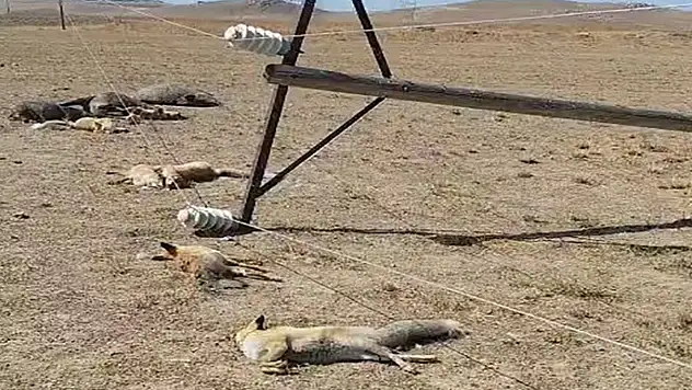 Van'da korkunç manzara: Düşen enerji hattı yaban hayvanlarını öldürdü
