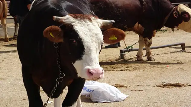 Van'da kurbanlık pazarında hareketlilik