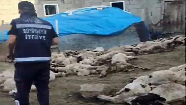 Van'da kurt saldırısı: 111 koyun telef oldu