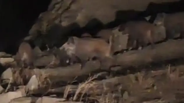 Van'da mahalleye inen domuz sürüsü görüntülendi