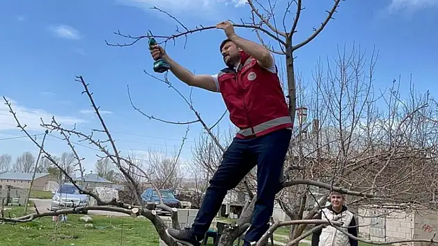 Van'da meyve ağaçları için budama eğitimi