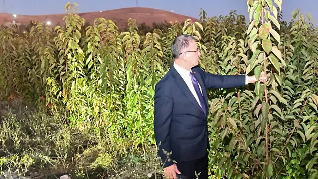 Van'da meyve fidan projesi devam ediyor