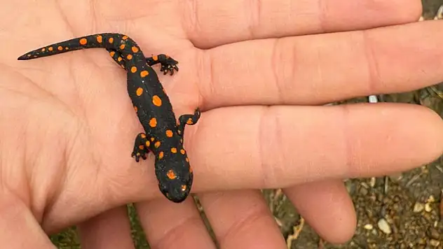 Van'da nadir rastlanan benekli semender görüldü