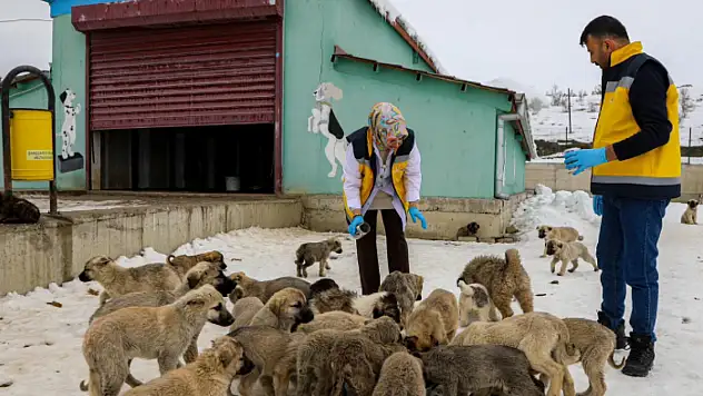 Van'da sahipsiz hayvanlara şefkat eli