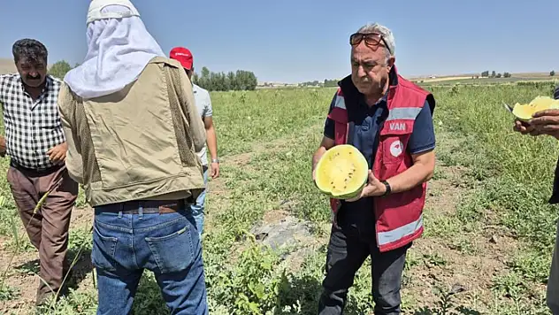 Van'da sarı karpuz dönemi başladı
