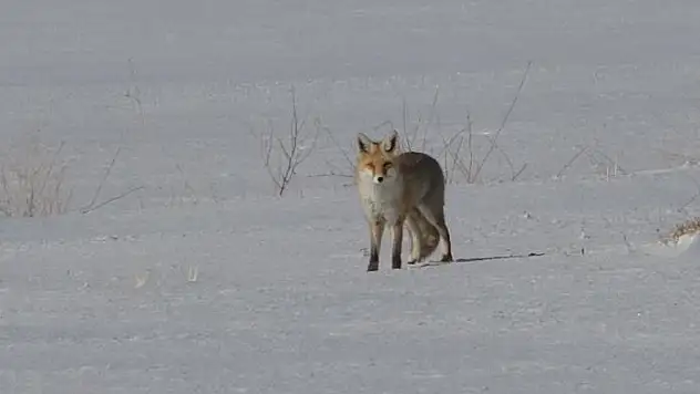 Van'da tilkilerin kar altındaki fare avı görüntülendi