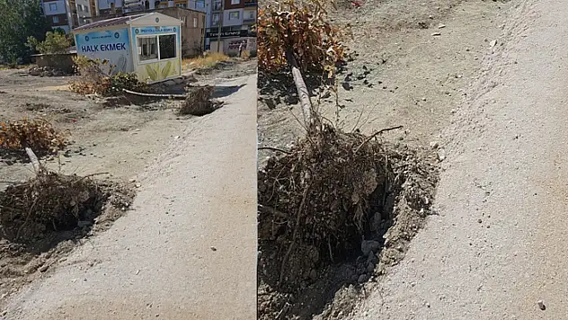 Van'da yeni dikilen fidanlar söküldü