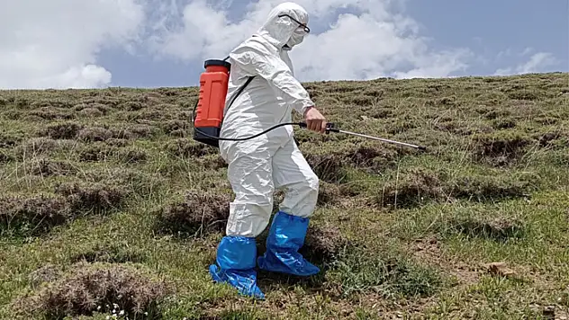 Van'da yüksek rakımlı tarım arazilerinde etkin çekirge mücadelesi