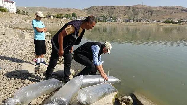 Van'daki göllere 450 bin yavru sazan bırakıldı