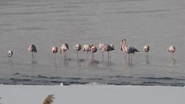 Van Gölü Havzasında flamingolar göç etmedi