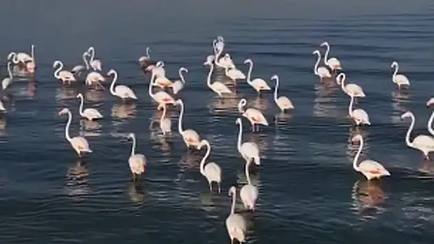 Van Gölü'nde Flamingo güzelliği