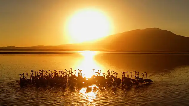 Van Gölü'nde gün batımıyla flamingoların güzelliği