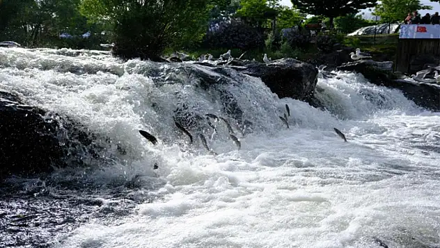 Van Gölü'ne dökülen akarsular balıklarla dolup taştı