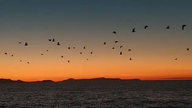 Van Gölü sahillerinde kuşların akşam göçü