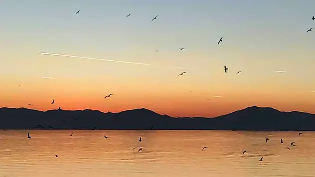 Van Gölü üzerinde kuş sürüsünün görsel şöleni