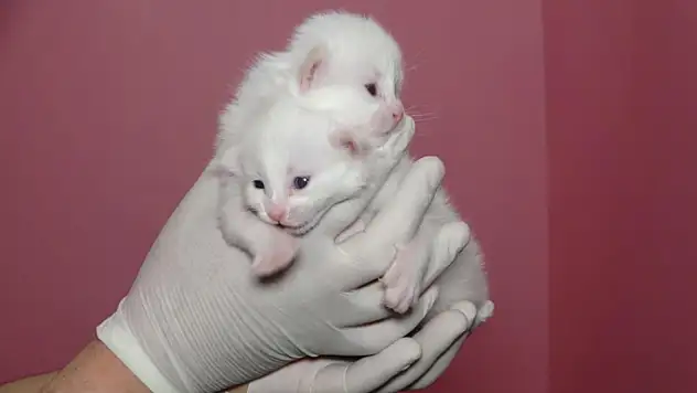 Van Kedi Villası'nda bu yıl 120 yavru dünyaya geldi