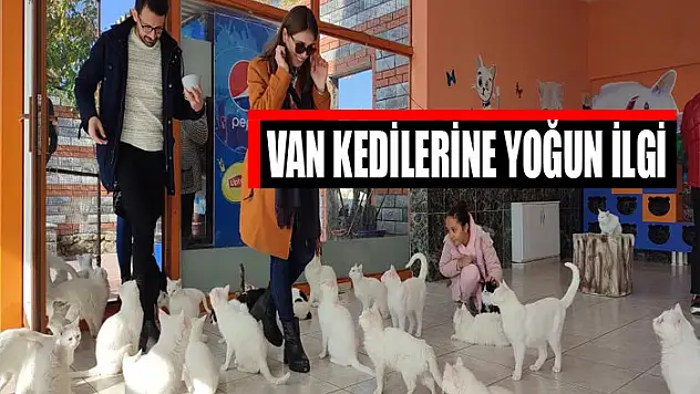 Van kedilerine yoğun ilgi