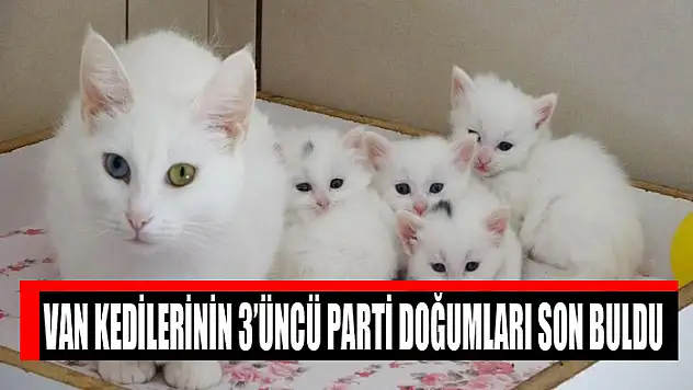 Van kedilerinin 3'üncü parti doğumları son buldu