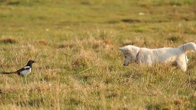 Van kedisine benzetti, fare avlayan köpek olduğu ortaya çıktı