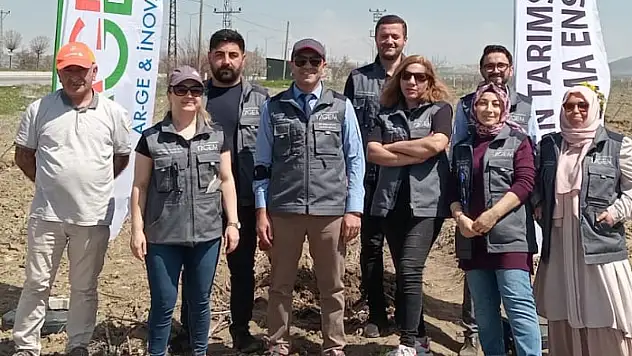 Van, Türkiye ceviz yetiştiriciliğinde merkez olma yolunda