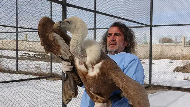 Van YYÜ'de tedavisi tamamlanan yırtıcı kuşlar yeniden doğaya kanat açıyor