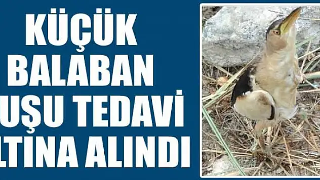 Küçük balaban kuşu tedavi altına alındı