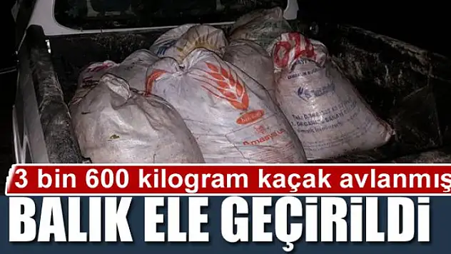 Van'da 3 bin 600 kilogram kaçak avlanmış balık ele geçirildi