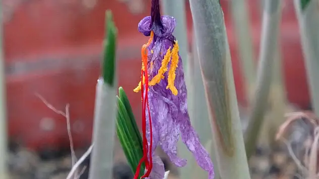 VANF Herbaryumu'nda safran koruma altında