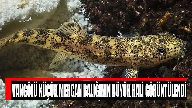 Vangölü Küçük Mercan balığının büyük hali görüntülendi