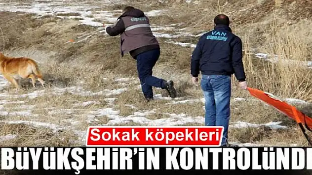 Sokak köpekleri Büyükşehir  Belediyesi'nin kontrolünde